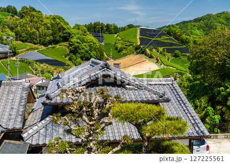 《京都府》和束町石寺の茶畑・宇治茶の産地 127225561