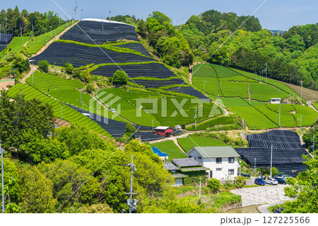 《京都府》和束町石寺の茶畑・宇治茶の産地 127225566