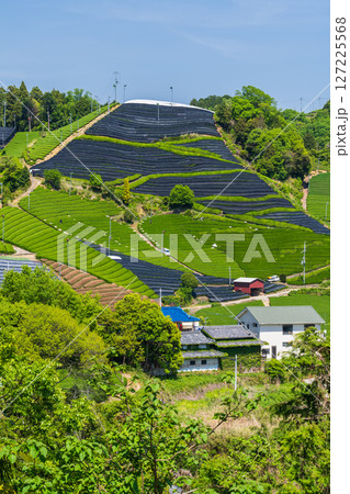 《京都府》和束町石寺の茶畑・宇治茶の産地 127225568