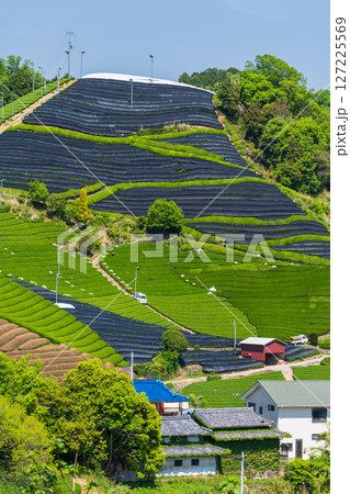 《京都府》和束町石寺の茶畑・宇治茶の産地 127225569