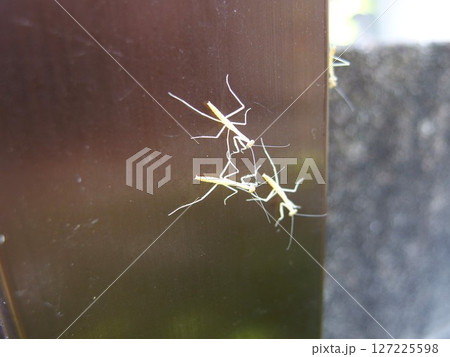 カマキリの赤ちゃん　カマキリの羽化　昆虫　虫 127225598