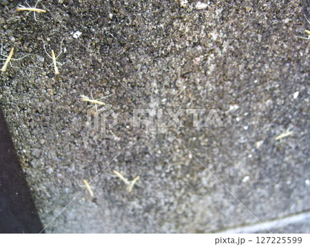 カマキリの羽化　カマキリの赤ちゃん　昆虫 127225599