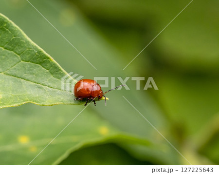 葉の上にいるオオアカマルノミハムシ 127225643