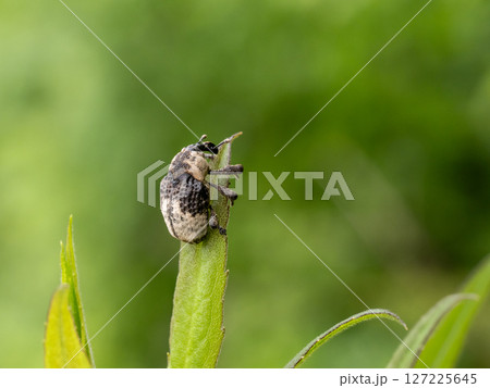 セイタカアワダチソウにいるオジロアシナガゾウムシ 127225645