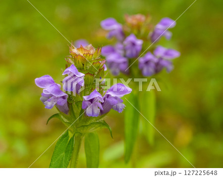 生薬であるウツボグサ（カゴソウ） 127225648