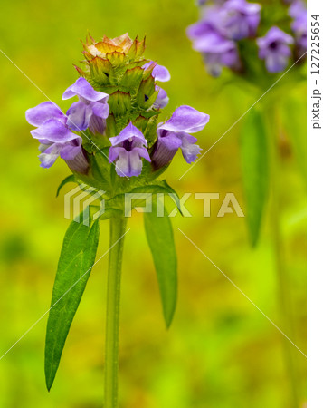 生薬であるウツボグサ（カゴソウ） 127225654