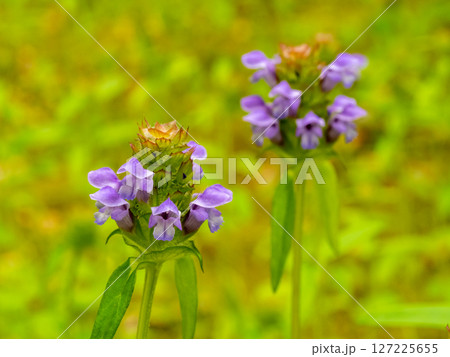 生薬であるウツボグサ（カゴソウ） 127225655