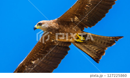 Close-up of a raptor in mid-flight. Brown plumage and sharp yellow talons against the vivid blue skies of Talaimannar, Sri Lanka 127225860