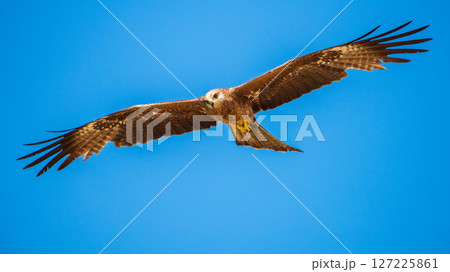 Eagle glides with its full wingspan stretched wide against the vivid blue sky 127225861