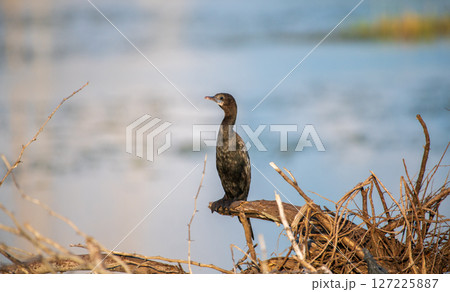 A solitary Little Cormorant perches on a dry branch above the water at Talaimannar, Sri Lanka A solitary Little Cormorant perches on a dry branch above the water at Talaimannar, Sri Lanka 127225887