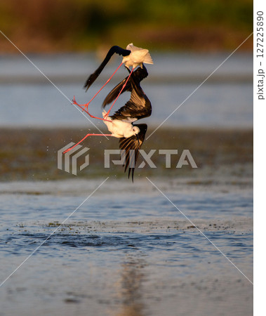 Two black-winged stilts engage in a mid-air fight above the shallow waters of Talaimannar, Sri Lanka. Long pink legs tangled in an intense display. Two black-winged stilts engage in a mid-air fight above the shallow waters of Talaimannar, Sri Lanka. Long pink legs tangled in an intense display. 127225890