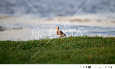 Wood sandpiper stands gracefully on the grassy shoreline at Talaimannar, Sri Lanka Wood sandpiper stands gracefully on the grassy shoreline at Talaimannar, Sri Lanka 127225893