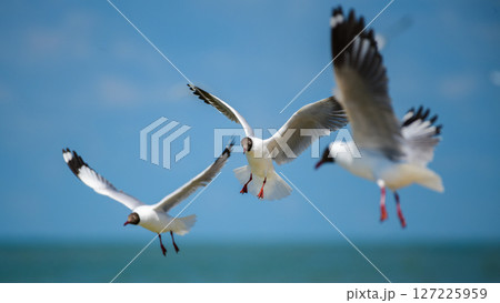 Three Brown-headed Gulls (Chroicocephalus brunnicephalus) hover over the sea at Talaimannar, Sri Lanka 127225959