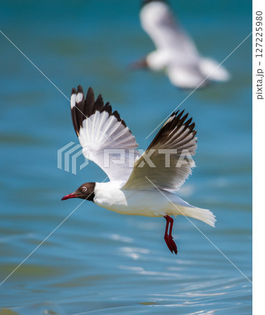 A Brown-headed Gull flies over the waters, taking off after attempting to catch a fish. 127225980