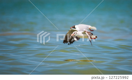 Young Brown-headed Gull clutching a freshly caught fish in its beak, a moment of its successful hunt 127225992