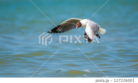 A Brown-headed Gull clutching a freshly caught fish in its beak, a moment of its successful hunt A Brown-headed Gull clutching a freshly caught fish in its beak, a moment of its successful hunt 127226001