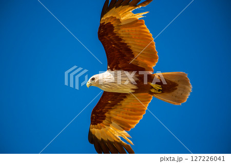 Majestic Brahminy Kite soars gracefully through the blue sky over Talaimannar, Sri Lanka. Showcasing its striking chestnut plumage and white head 127226041