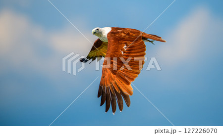 Brahminy Kite flies across the sky with striking rust-colored wings, clutching a fish in its talons. The raptor's focused gaze and dynamic posture highlight its prowess as a skilled hunter Brahminy Kite flies across the sky with striking rust-colored wings, clutching a fish in its talons. The raptor's focused gaze and dynamic posture highlight its prowess as a skilled hunter 127226070