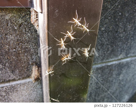 カマキリの羽化　カマキリの赤ちゃん　羽化 127226126