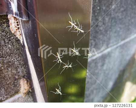 カマキリの赤ちゃん カマキリの羽化 カマキリのたまご カマキリの赤ちゃん カマキリの羽化 カマキリのたまご 127226131