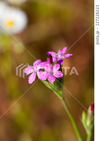 野原撫子(のはらなでしこ) 野原撫子(のはらなでしこ) 127226223