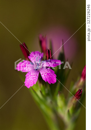 野原撫子(のはらなでしこ) 127226246