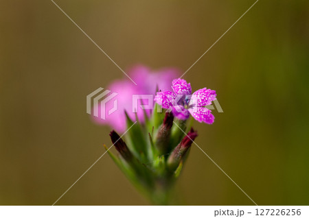 野原撫子(のはらなでしこ) 野原撫子(のはらなでしこ) 127226256