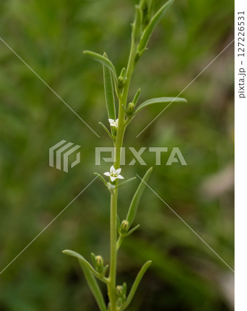 カナビキソウの花 127226531