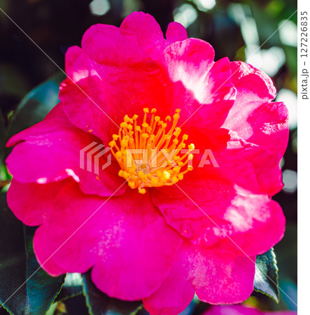赤いツバキの花ー3 赤いツバキの花ー3 127226835