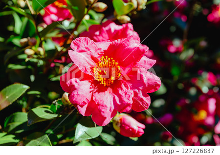 赤いツバキの花ー4 127226837