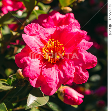 赤いツバキの花ー5 赤いツバキの花ー5 127226840