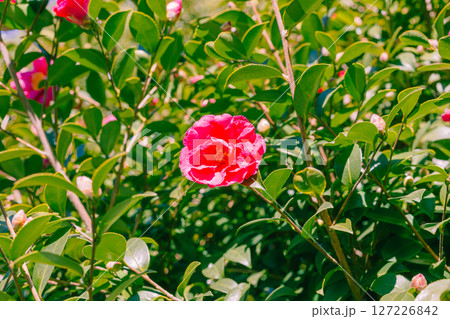 赤いツバキの花ー6 赤いツバキの花ー6 127226842