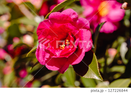 赤いツバキの花ー8 赤いツバキの花ー8 127226844