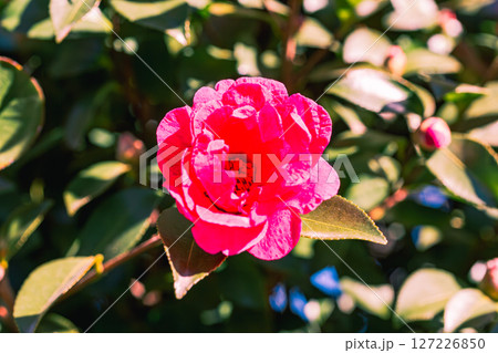 赤いツバキの花ー14 127226850