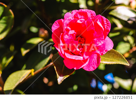 赤いツバキの花ー15 127226851