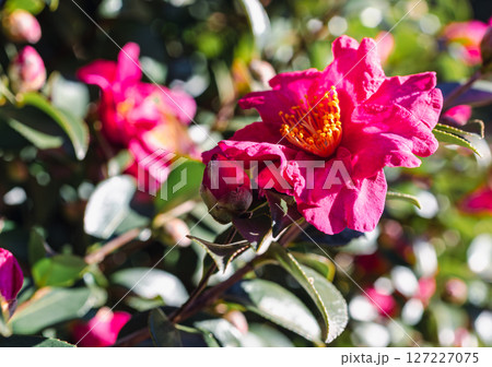 赤いツバキの花ー97 赤いツバキの花ー97 127227075