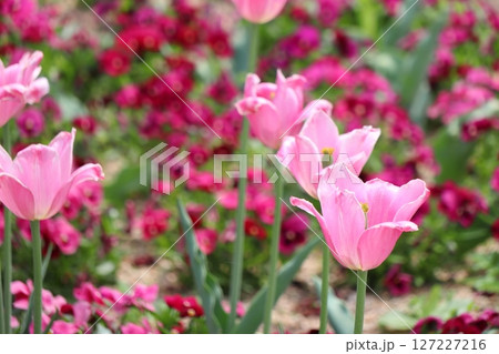 ピンク色のチューリップの花 ピンク色のチューリップの花 127227216