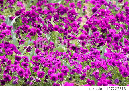赤紫色のビオラの花畑 127227218