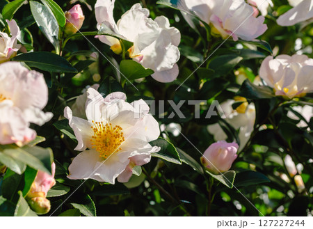 白いツバキの花ー101 127227244