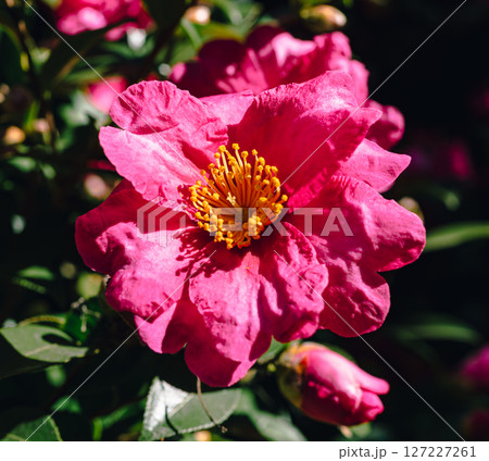 赤いツバキの花ー118 赤いツバキの花ー118 127227261