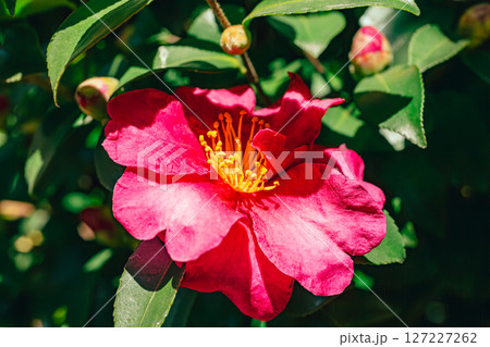 赤いツバキの花ー119 127227262