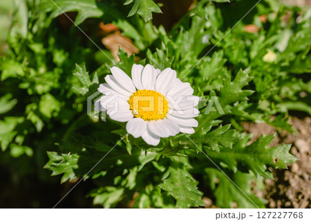 可愛いヒナギクの花ー3 127227768