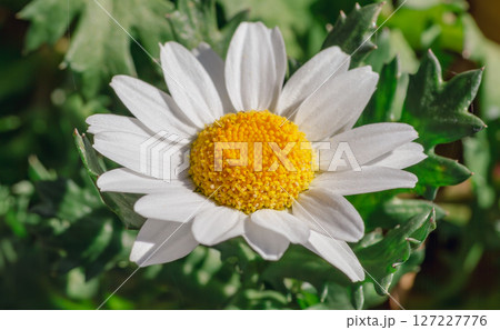 可愛いヒナギクの花ー10 可愛いヒナギクの花ー10 127227776