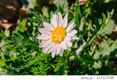 可愛いヒナギクの花ー32 127227786