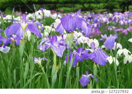 満開の紫色の菖蒲 127227932