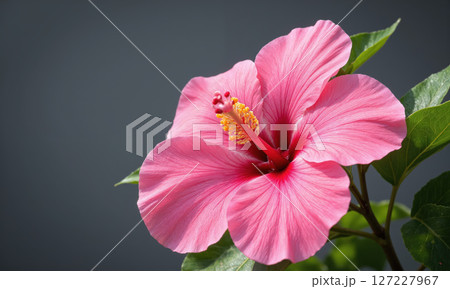 Hibiscus (Hibiscus spp.) Known for its large, showy flowers in vibrant colors, hibiscus is often used in tropical and subtropical 127227967