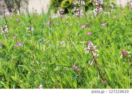 草地に生える黒い茎の白い小さな花 草地に生える黒い茎の白い小さな花 127228620