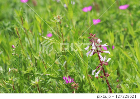 草地に生える黒い茎の白い小さな花 127228621