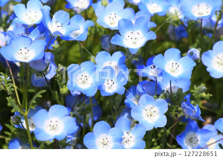 青いネモフィラの花畑 127228651
