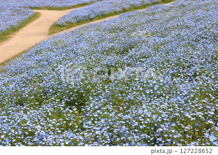 青いネモフィラの花畑 127228652